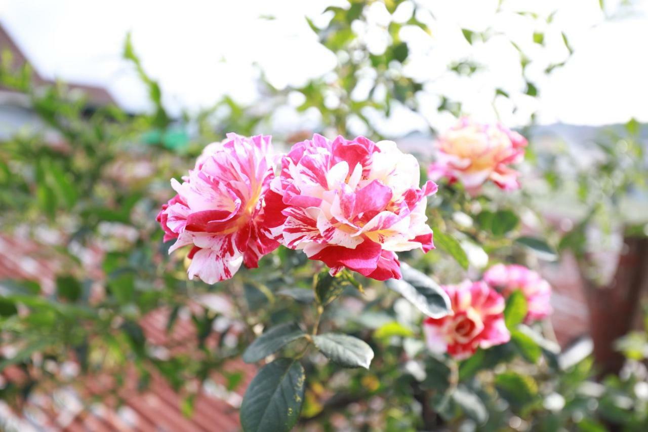 דה לאט Homestay Doc Tinh מראה חיצוני תמונה